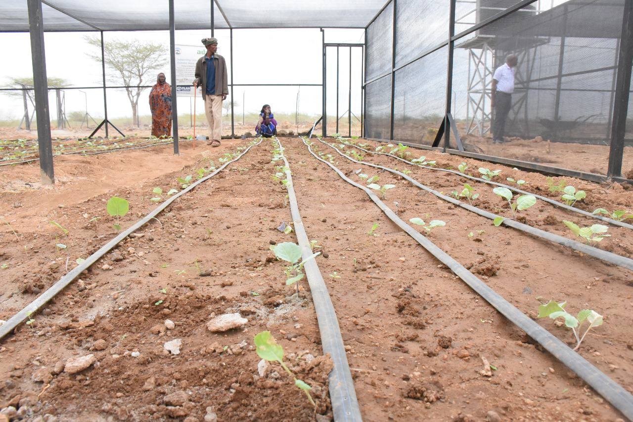 Youth, Women Lead Dukana’s Climate Adaptation Through Solarised Farming